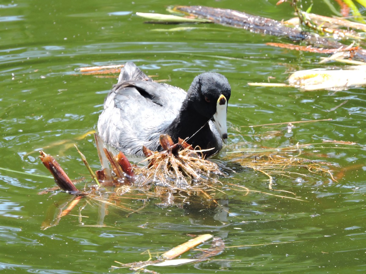 lyska americká - ML617013354