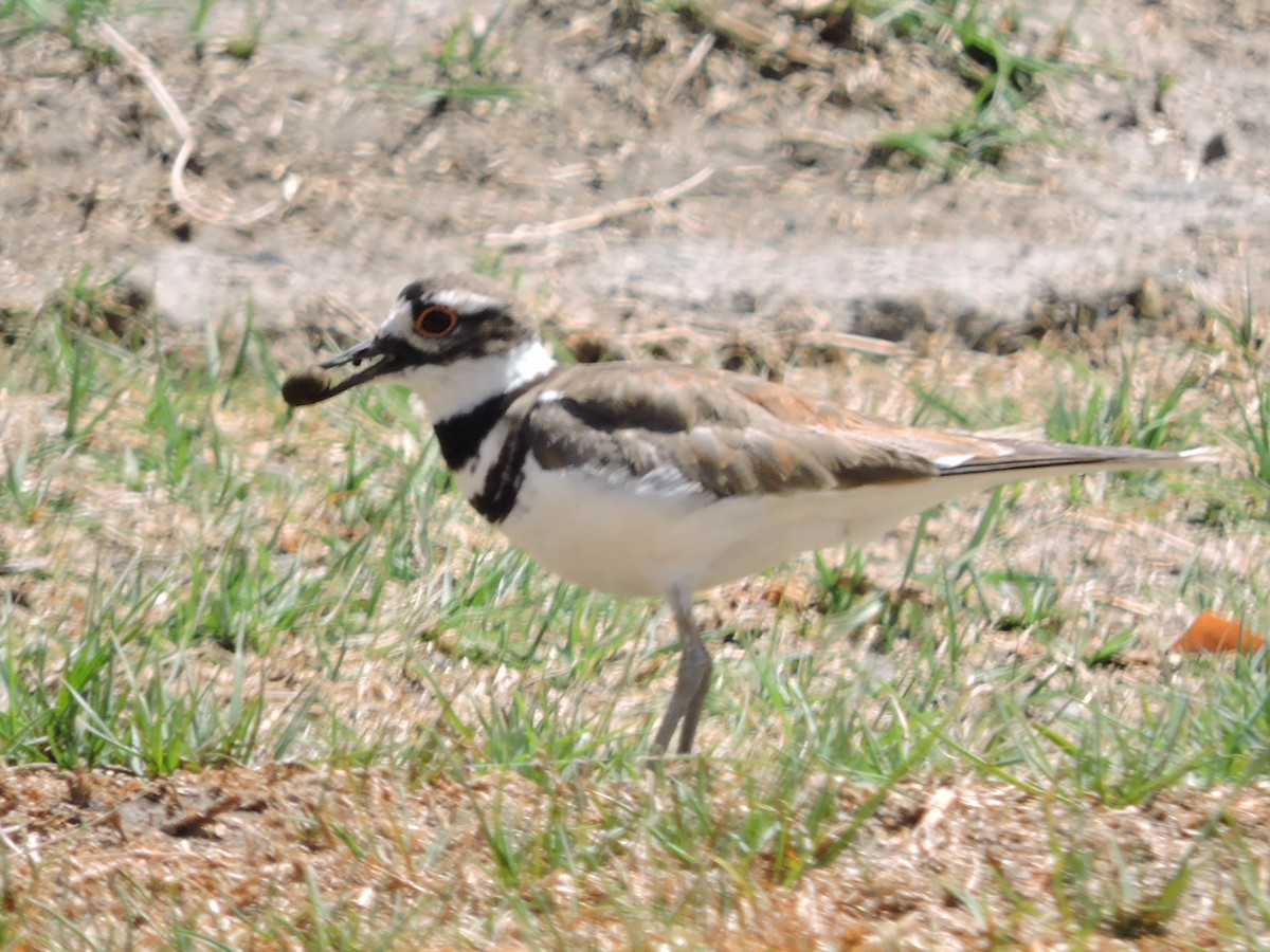 kulík rezavoocasý - ML617013360