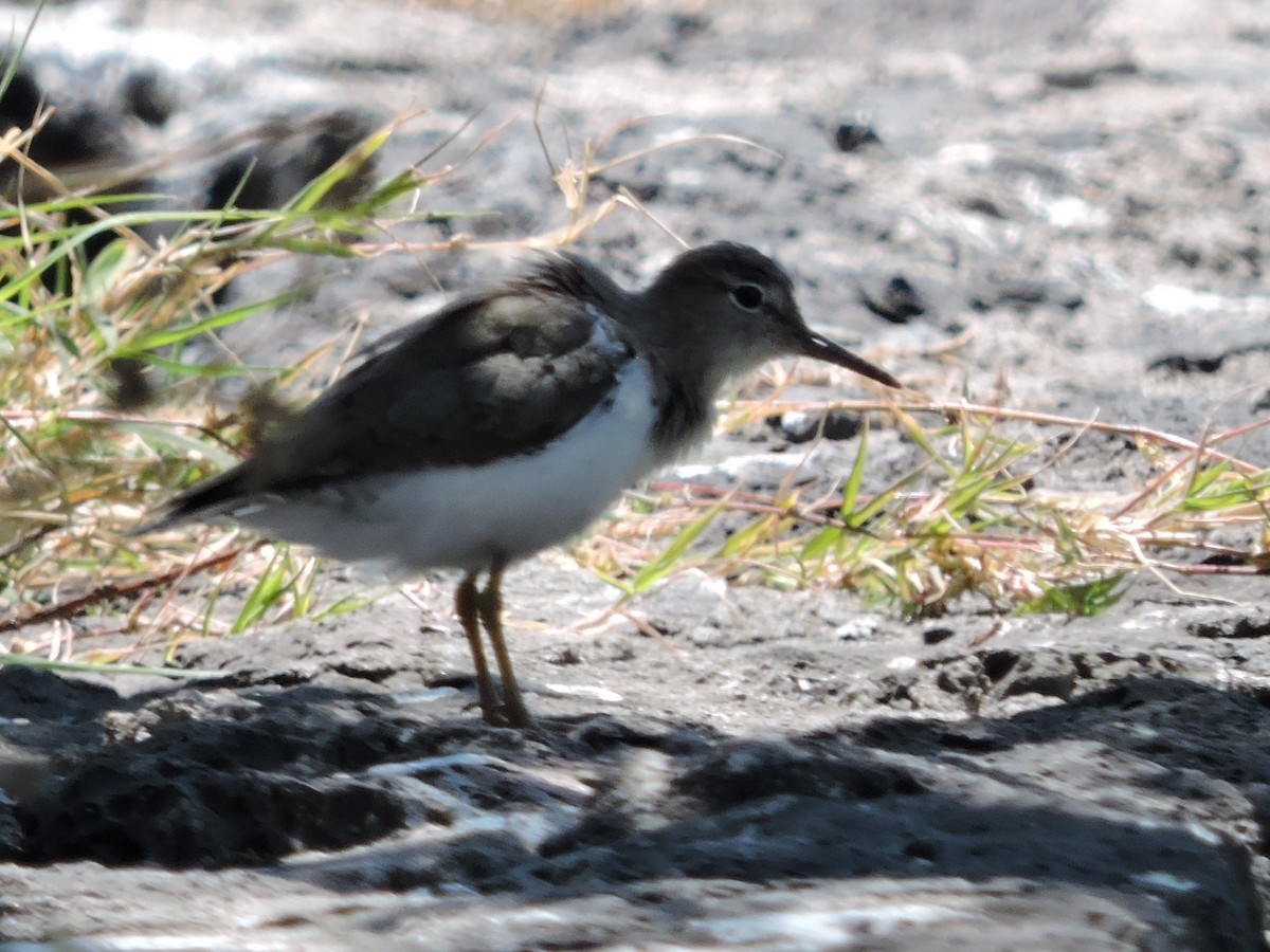 pisík americký - ML617013363