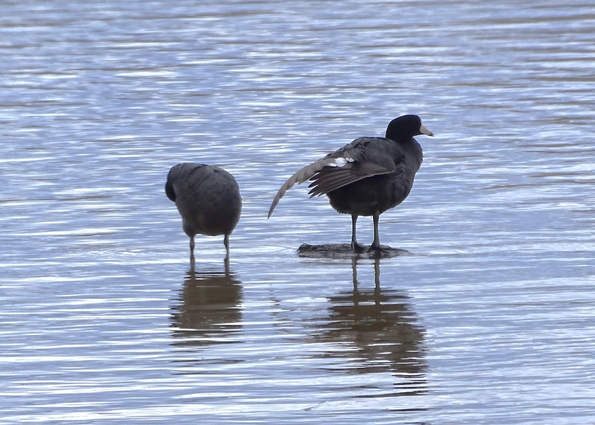 American Coot (Red-shielded) - ML617013368
