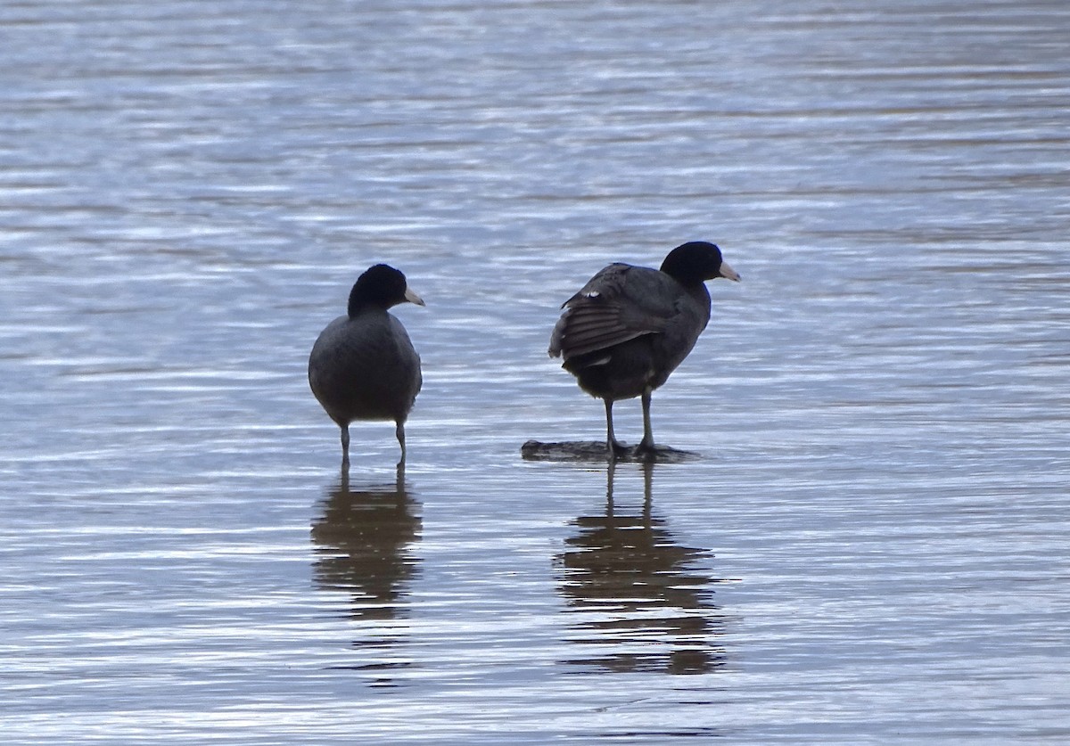 American Coot (Red-shielded) - ML617013369