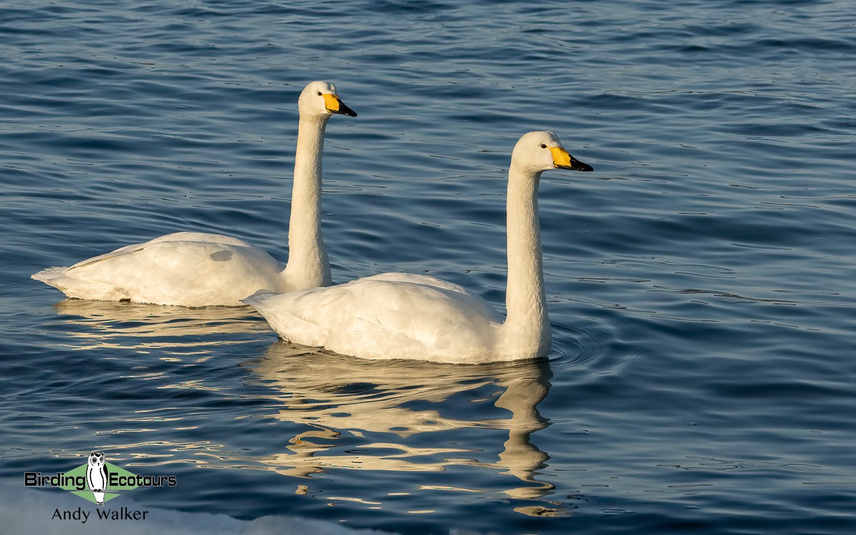 Whooper Swan - ML617013373