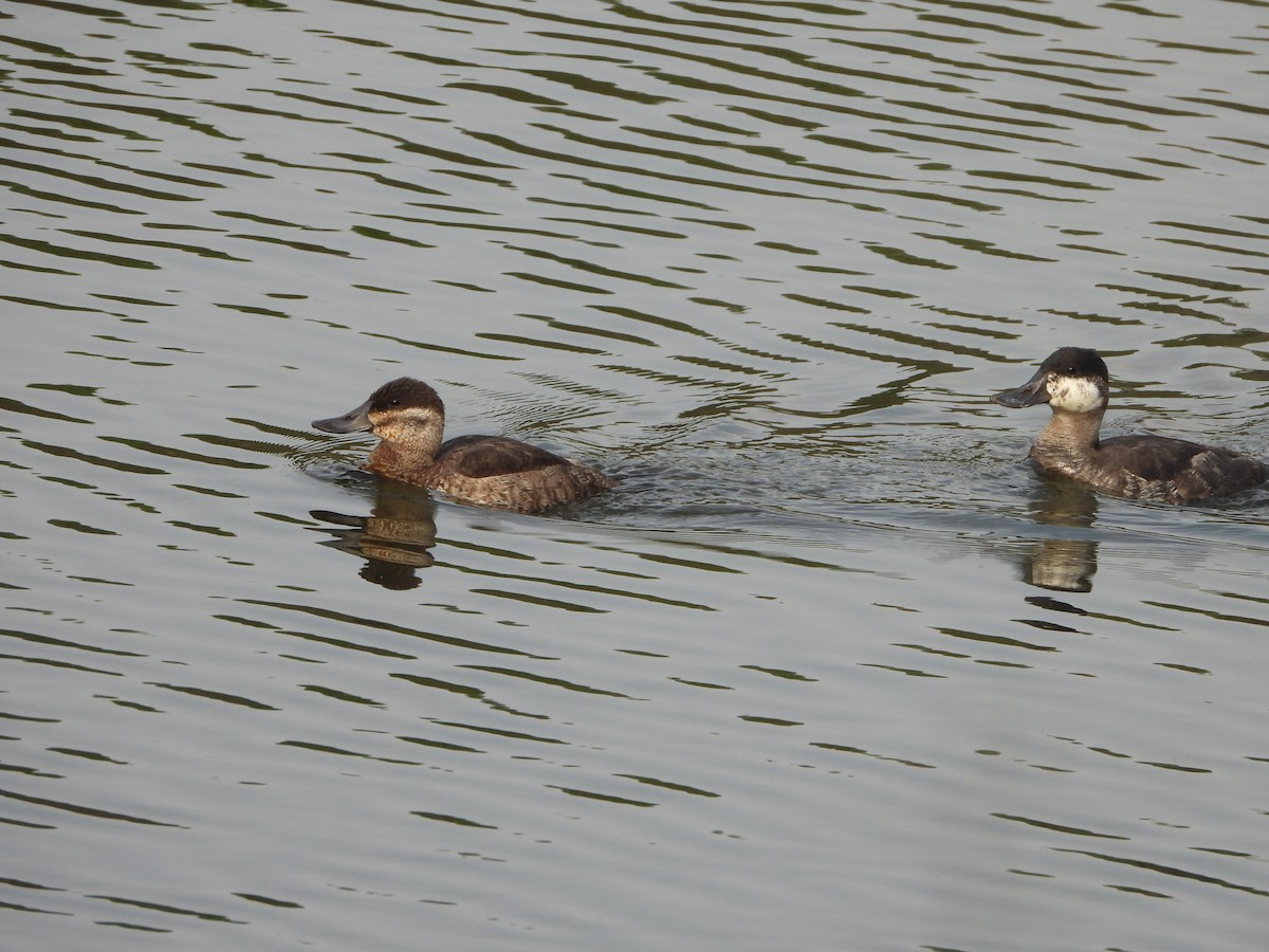 Ruddy Duck - ML617013377