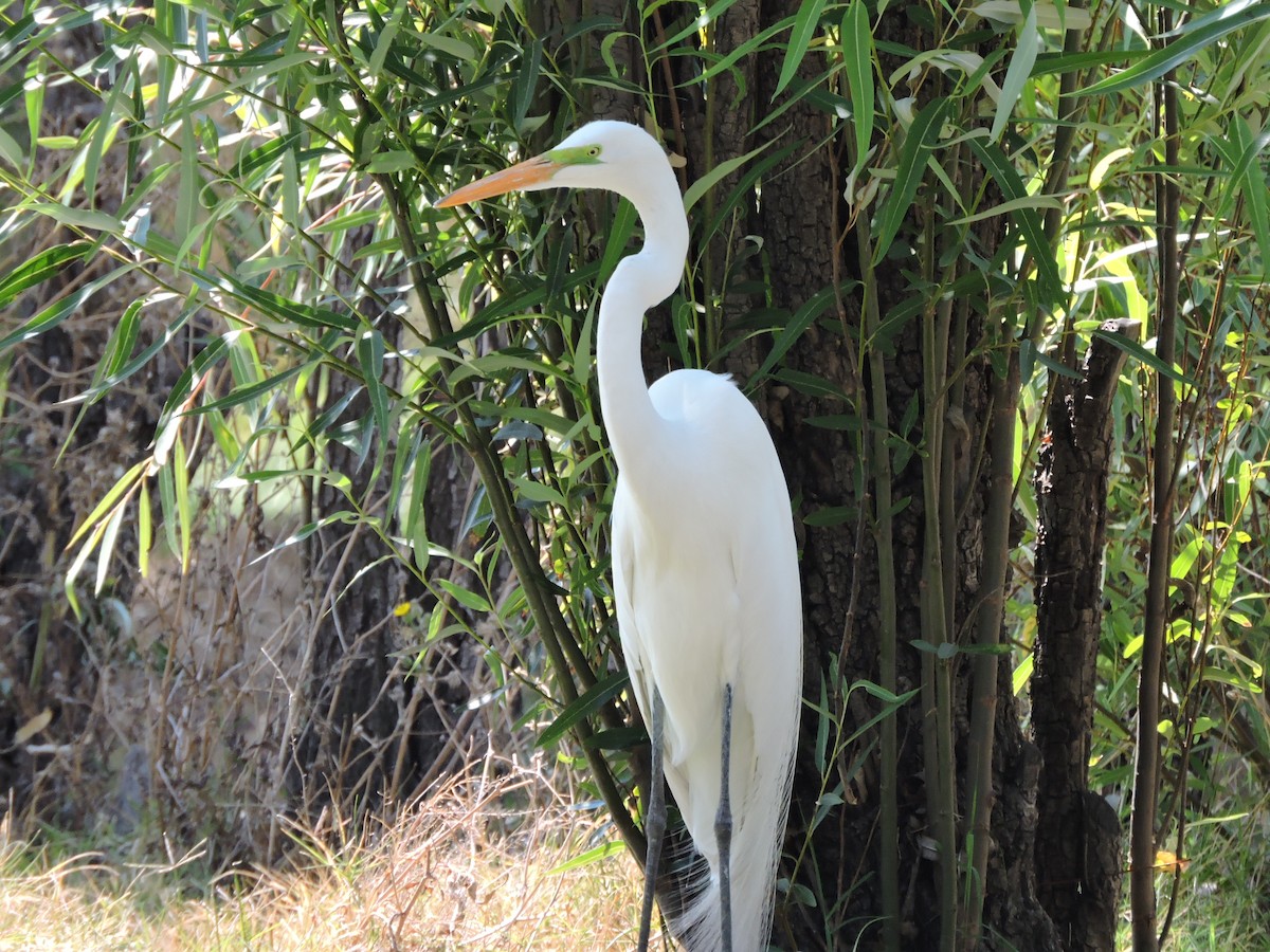 volavka bílá - ML617013380