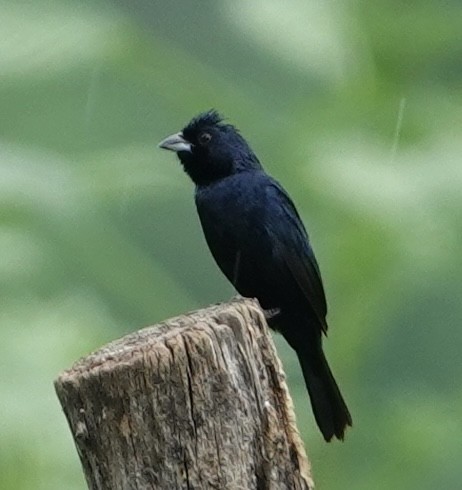 Blue-black Grassquit - ML617013398