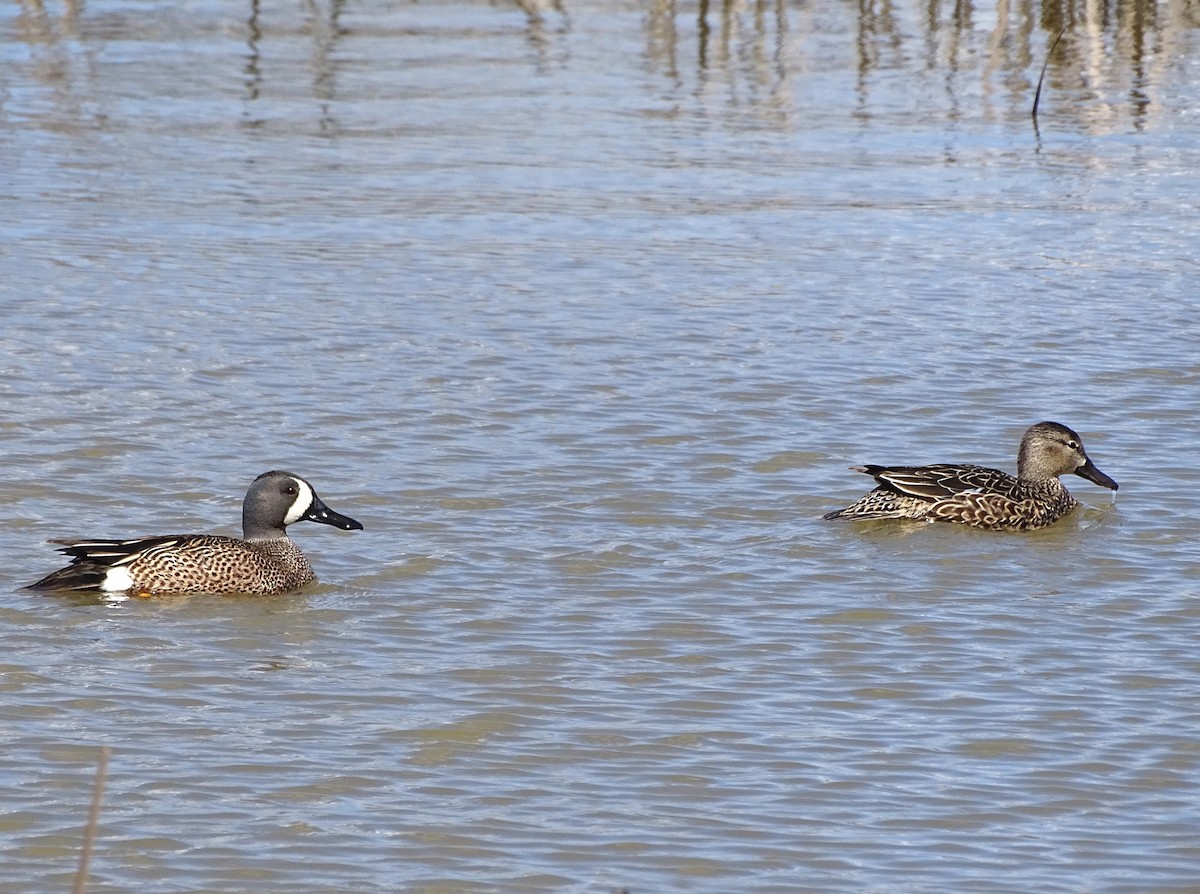 Blue-winged Teal - ML617013409