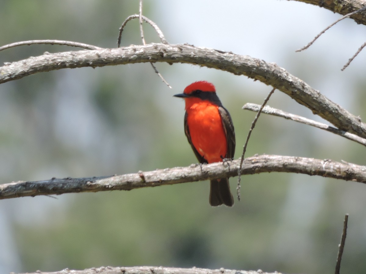 Vermilion Flycatcher - ML617013411