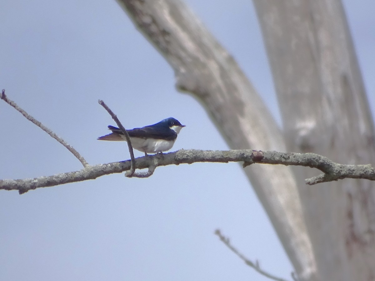 Tree Swallow - ML617013422