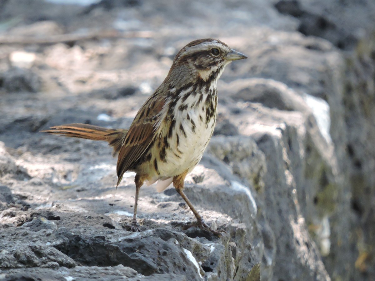 strnadec zpěvný - ML617013425