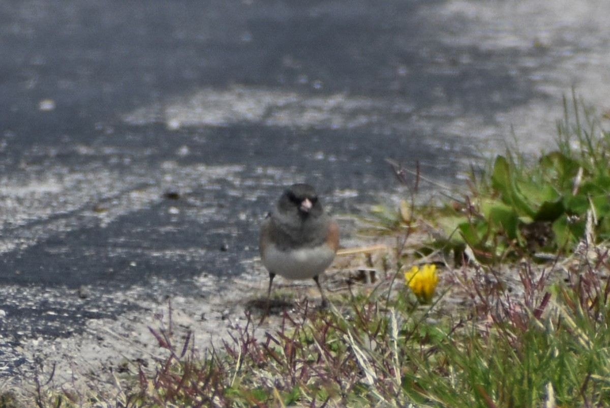 Dark-eyed Junco - ML617013434