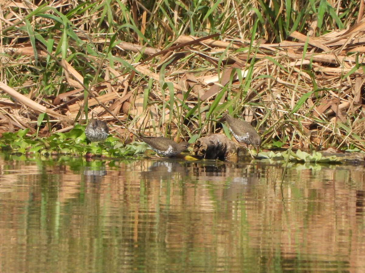 Spotted Sandpiper - Alberto Lozano