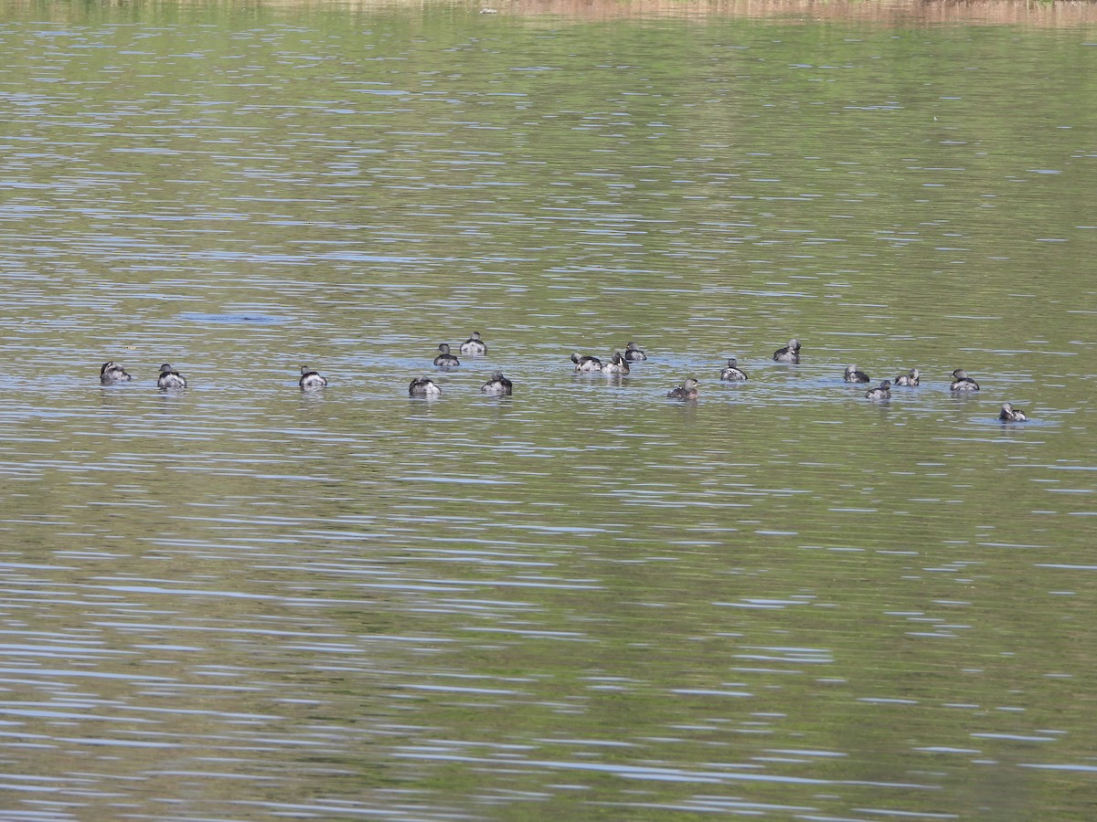 Least Grebe - ML617013487