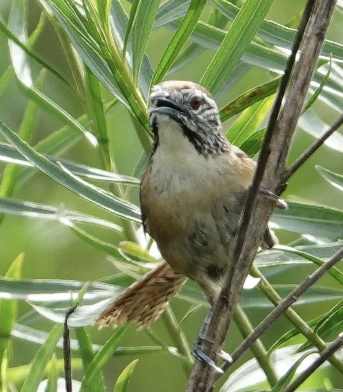 Happy Wren - ML617013494