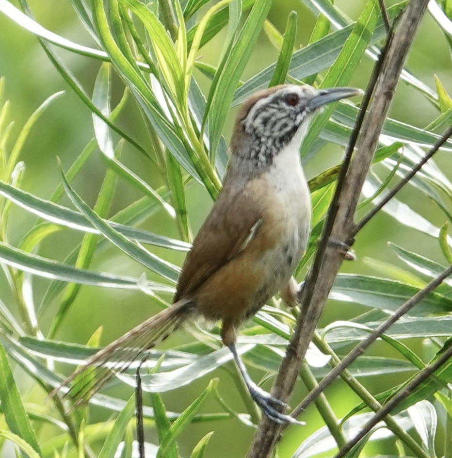 Happy Wren - ML617013495