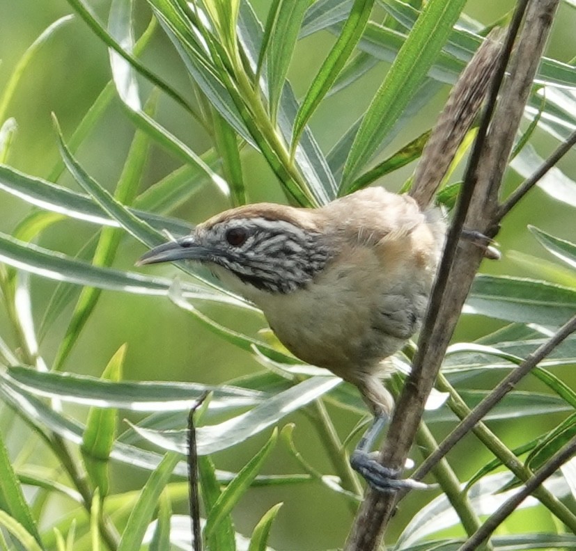 Happy Wren - ML617013496