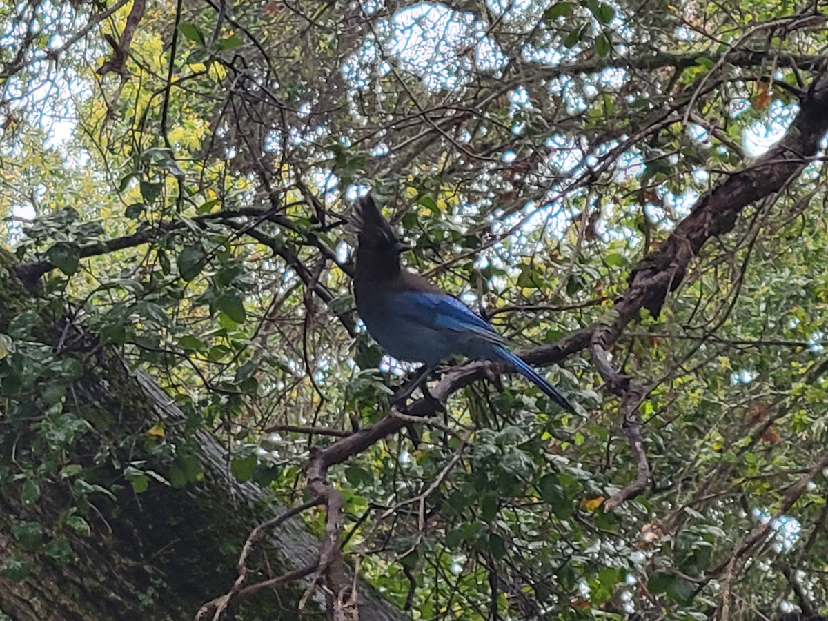 Steller's Jay - ML617013502