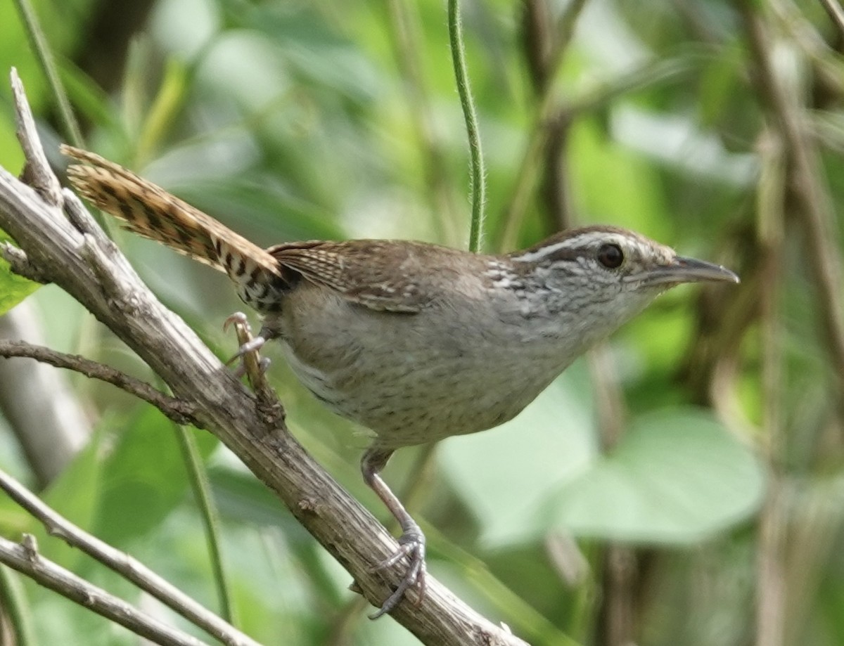 Sinaloa Wren - ML617013534