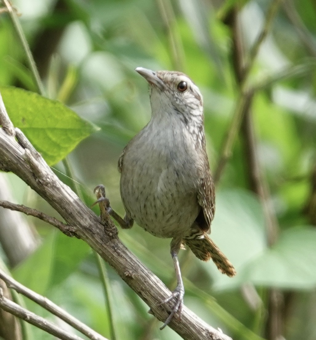 Sinaloa Wren - ML617013536