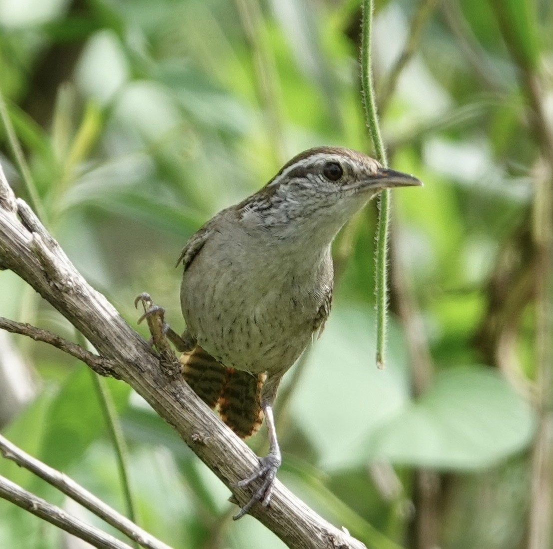 Sinaloa Wren - ML617013537