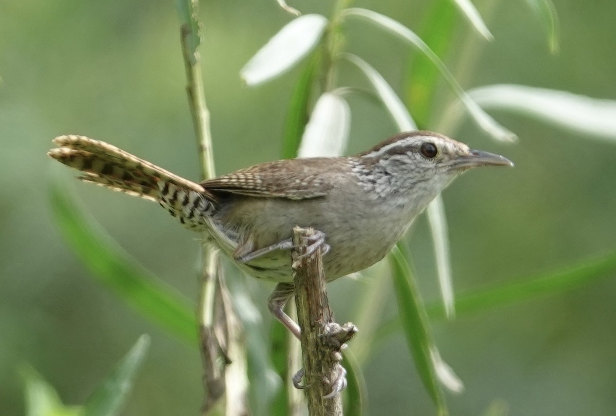 Sinaloa Wren - ML617013539