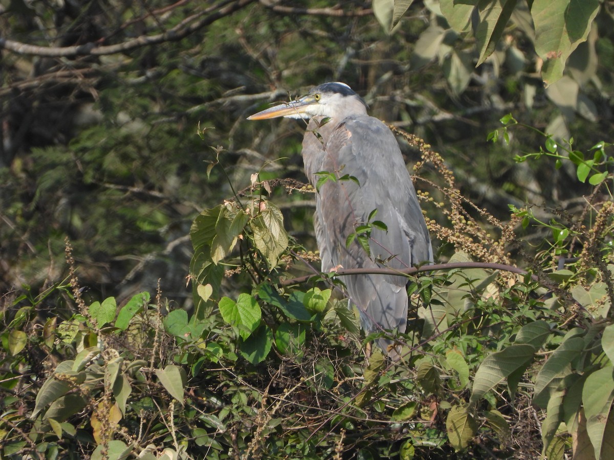 Great Blue Heron - ML617013550