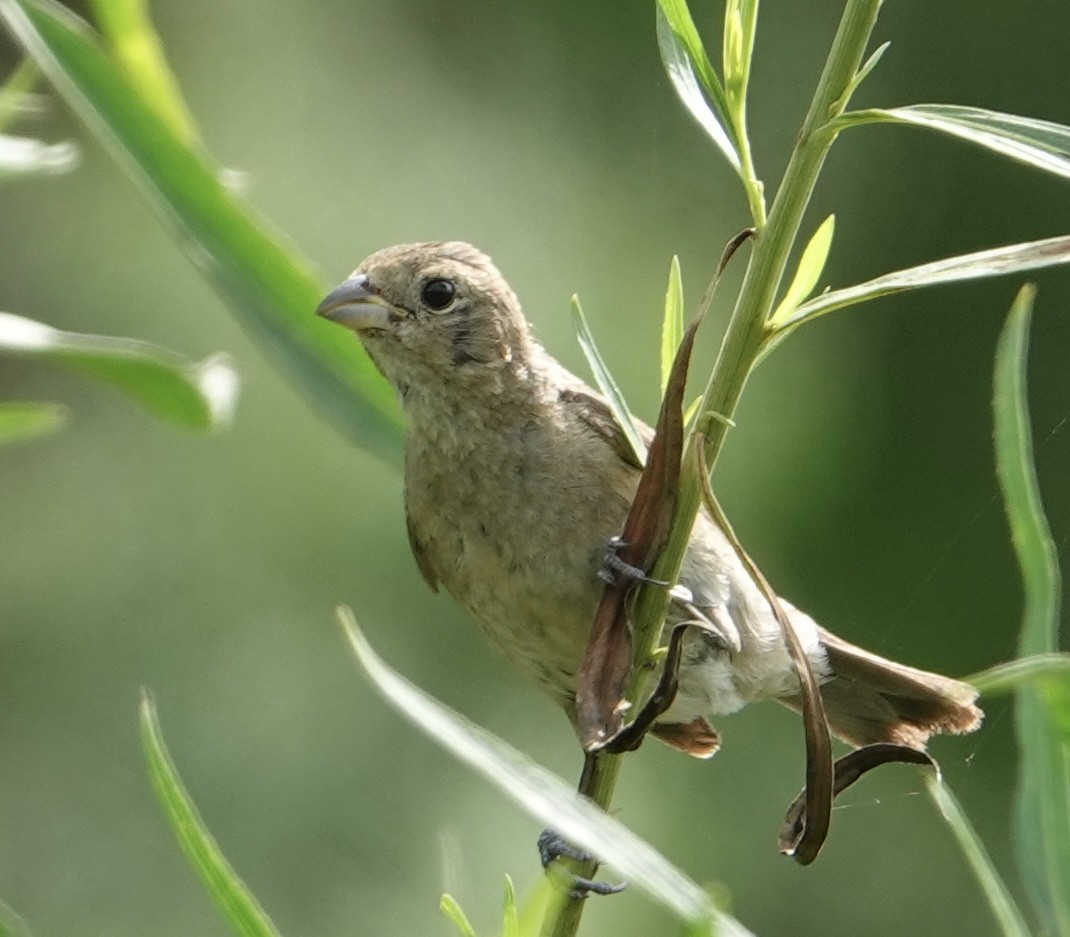 Passerin varié - ML617013570