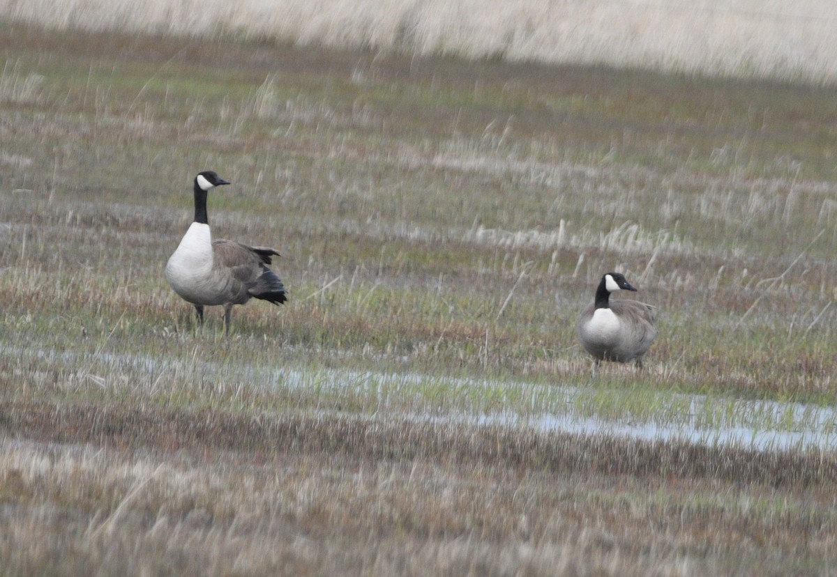 Canada Goose - ML617013576