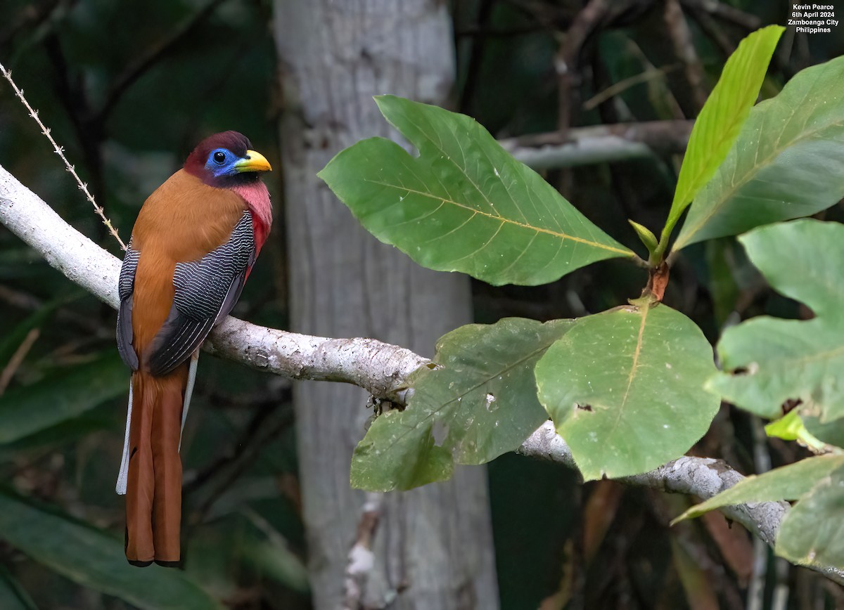 Philippine Trogon - Kevin Pearce