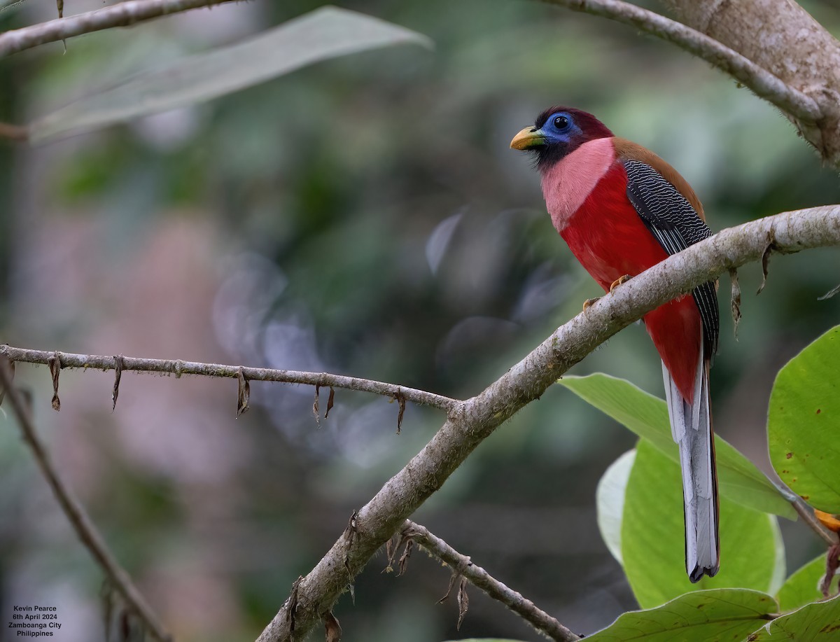 Philippine Trogon - ML617013596