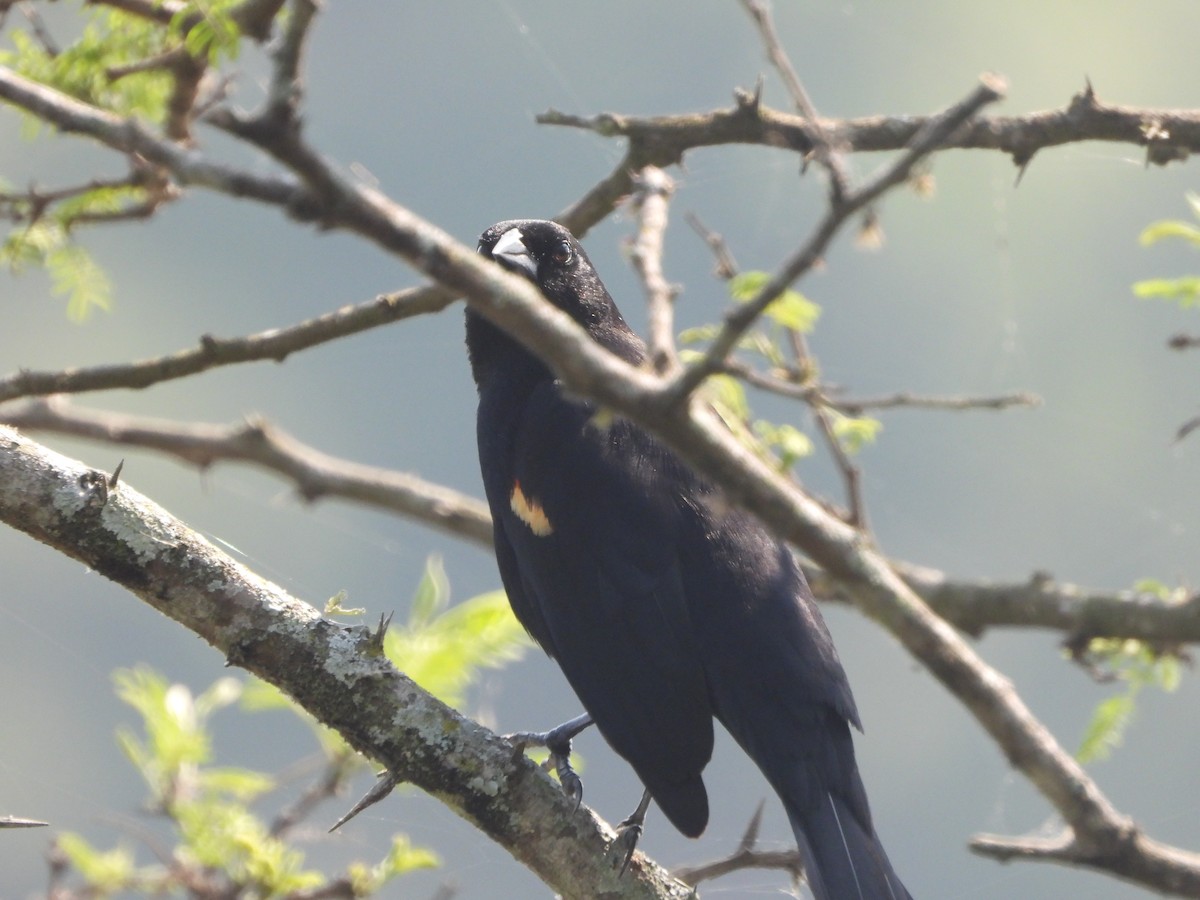 Red-winged Blackbird - ML617013599