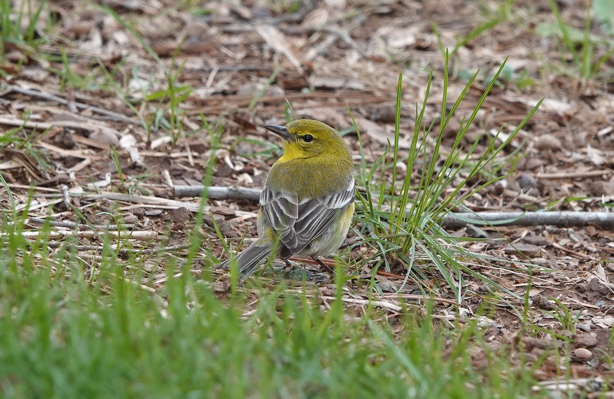マツアメリカムシクイ - ML617013618