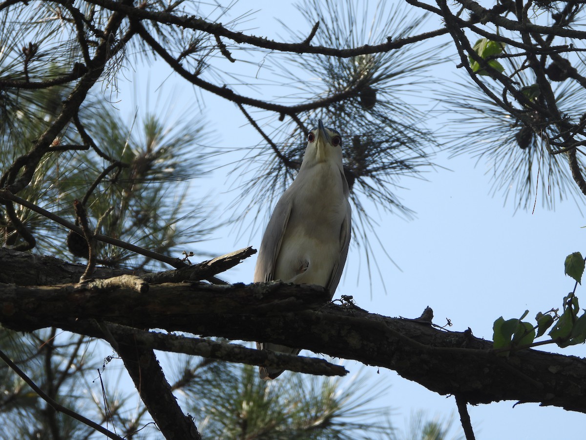 Black-crowned Night Heron - ML617013638