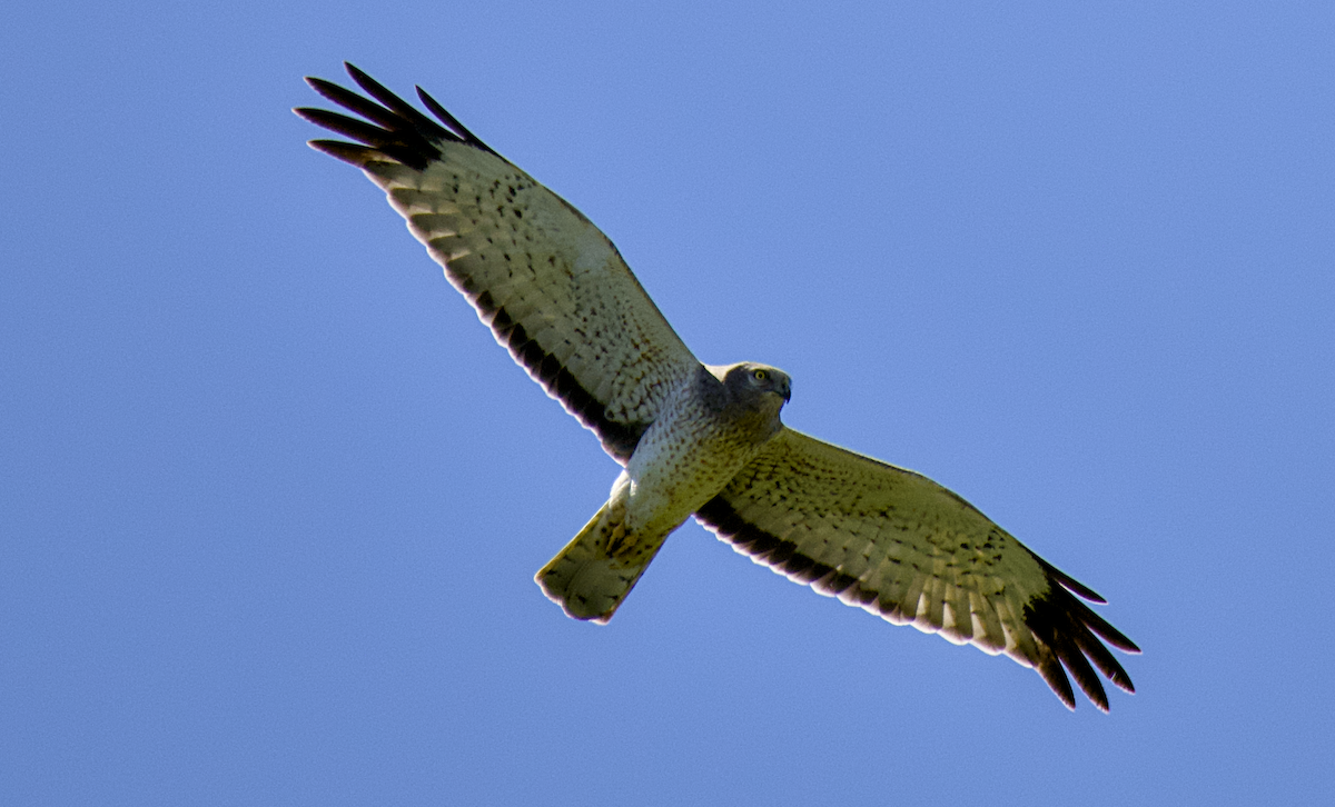 Northern Harrier - ML617013653