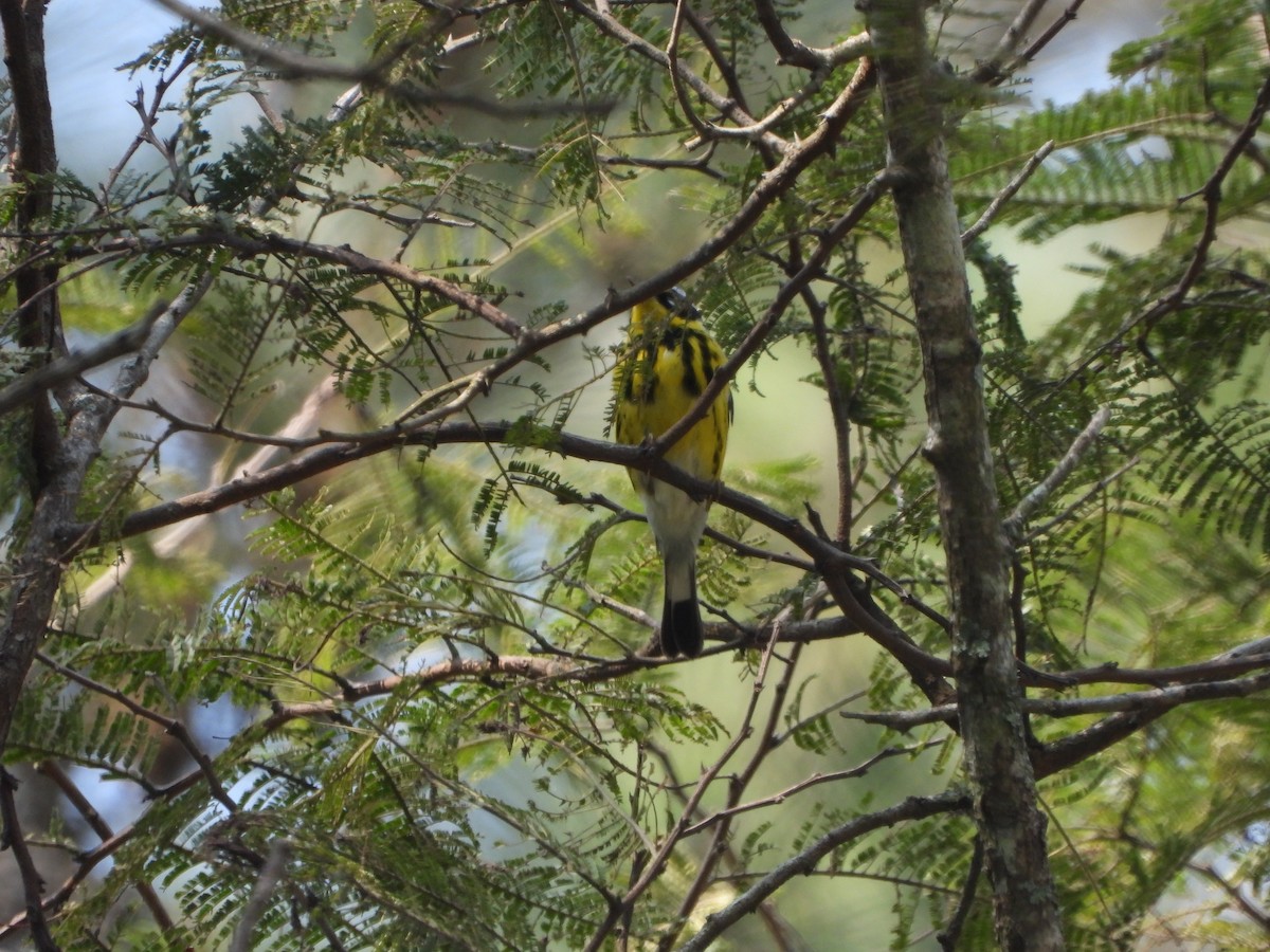 Magnolia Warbler - ML617013682