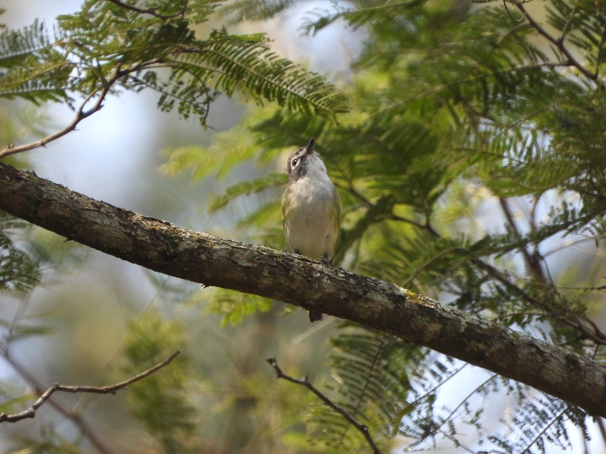 Blue-headed Vireo - ML617013722