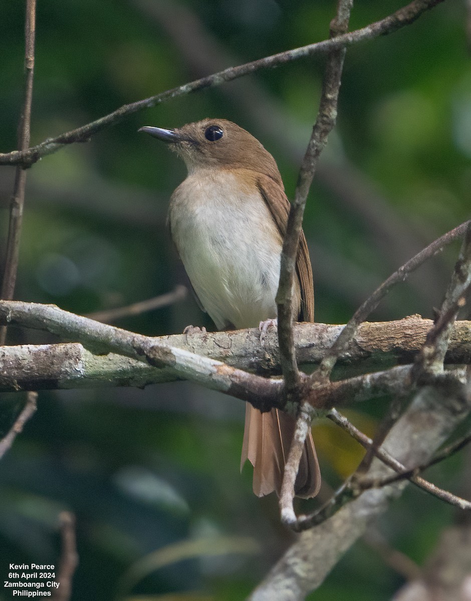 Chestnut-tailed Jungle Flycatcher - ML617013755