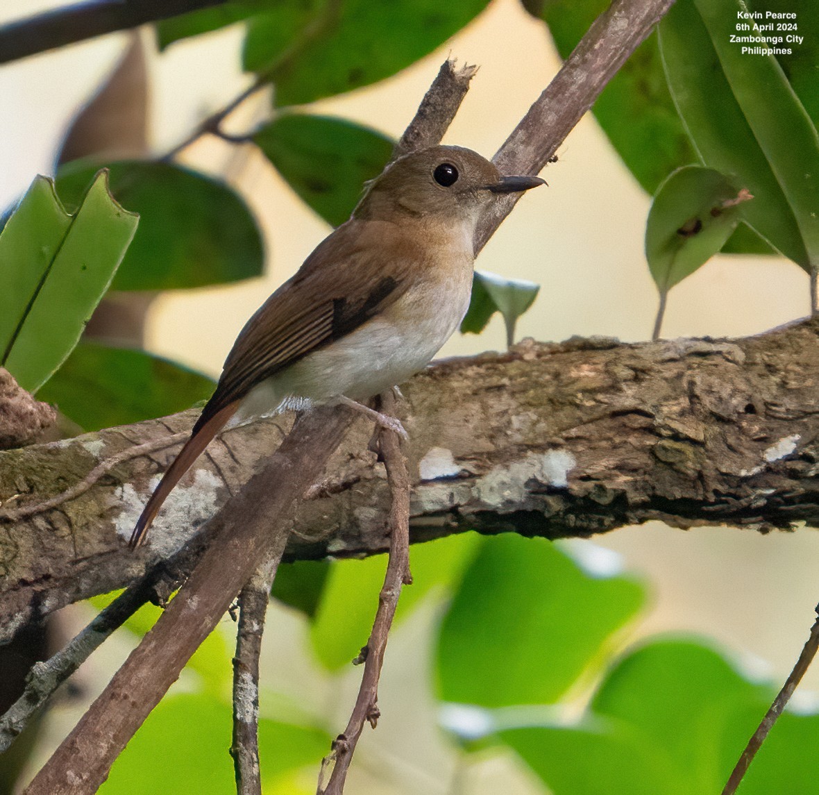 Chestnut-tailed Jungle Flycatcher - ML617013758