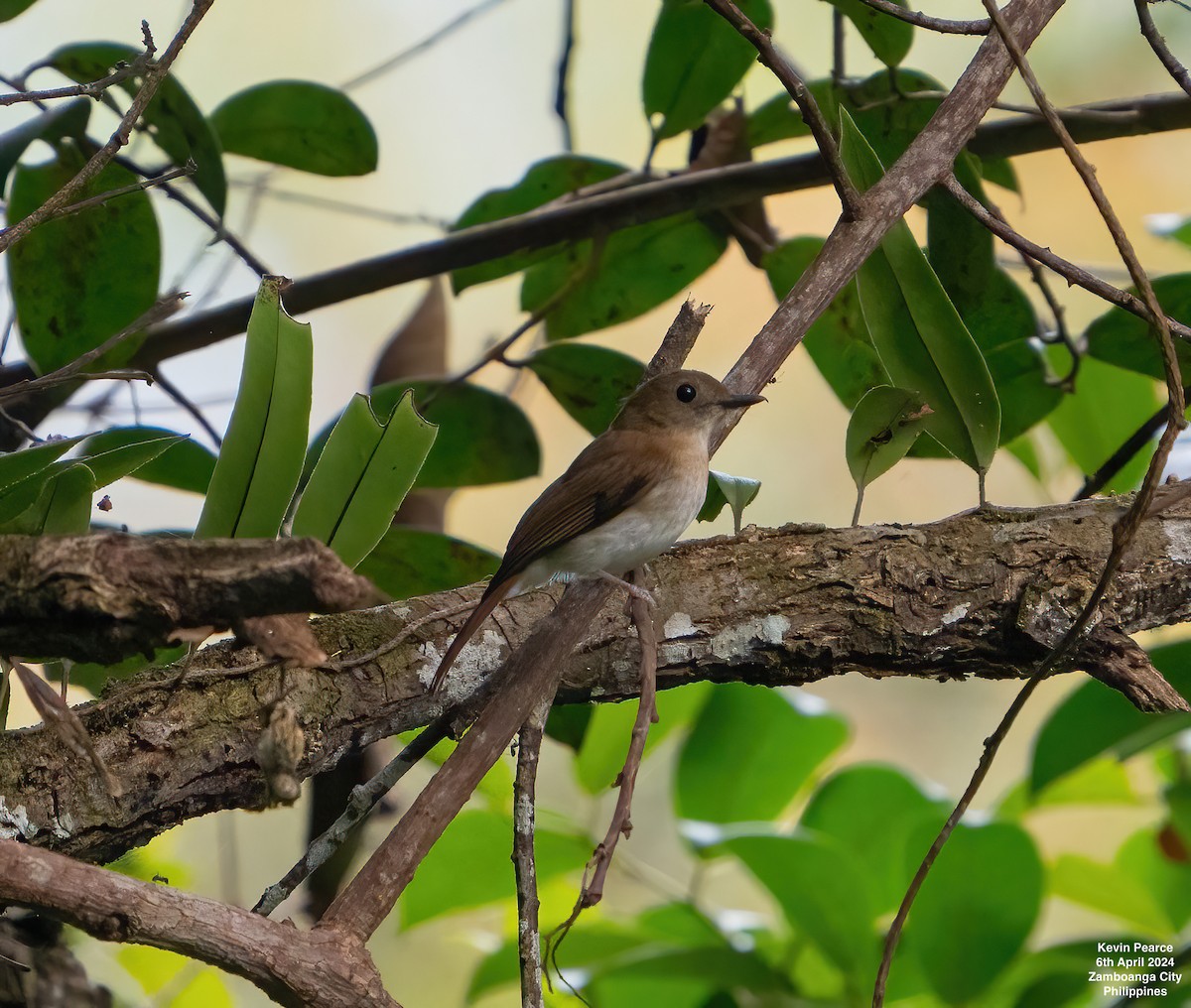 Chestnut-tailed Jungle Flycatcher - ML617013759
