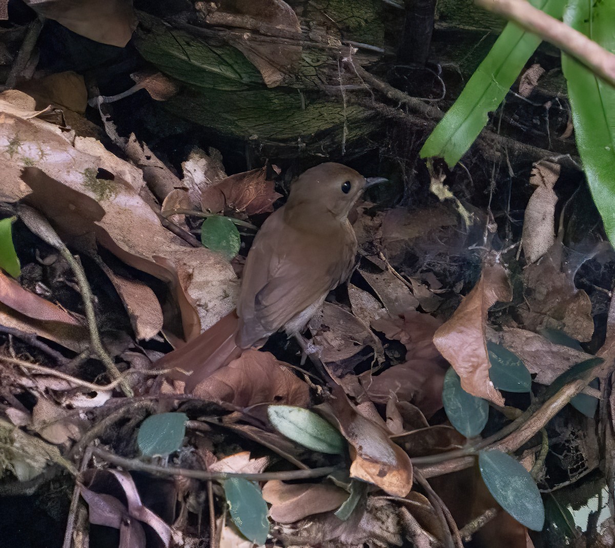 Chestnut-tailed Jungle Flycatcher - ML617013760
