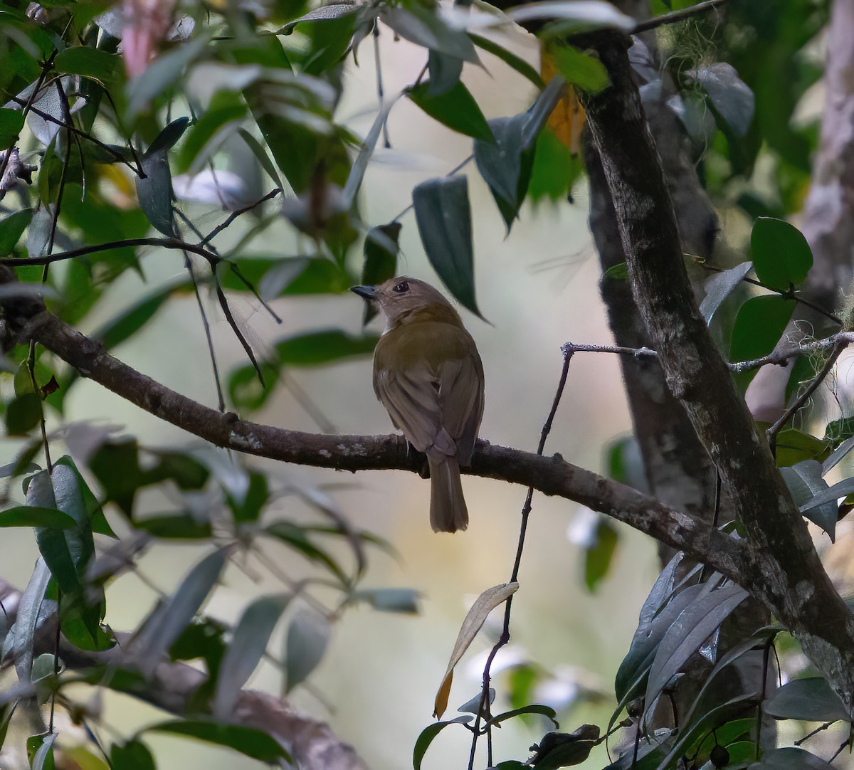 Yellow-bellied Whistler - Kevin Pearce