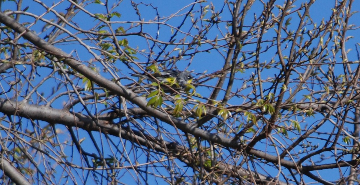 Yellow-rumped Warbler - ML617013779