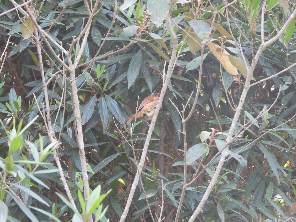 Barred Antshrike - ML617013785