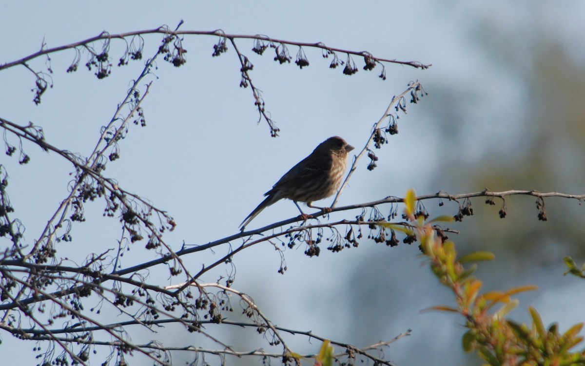 House Finch - ML617013788