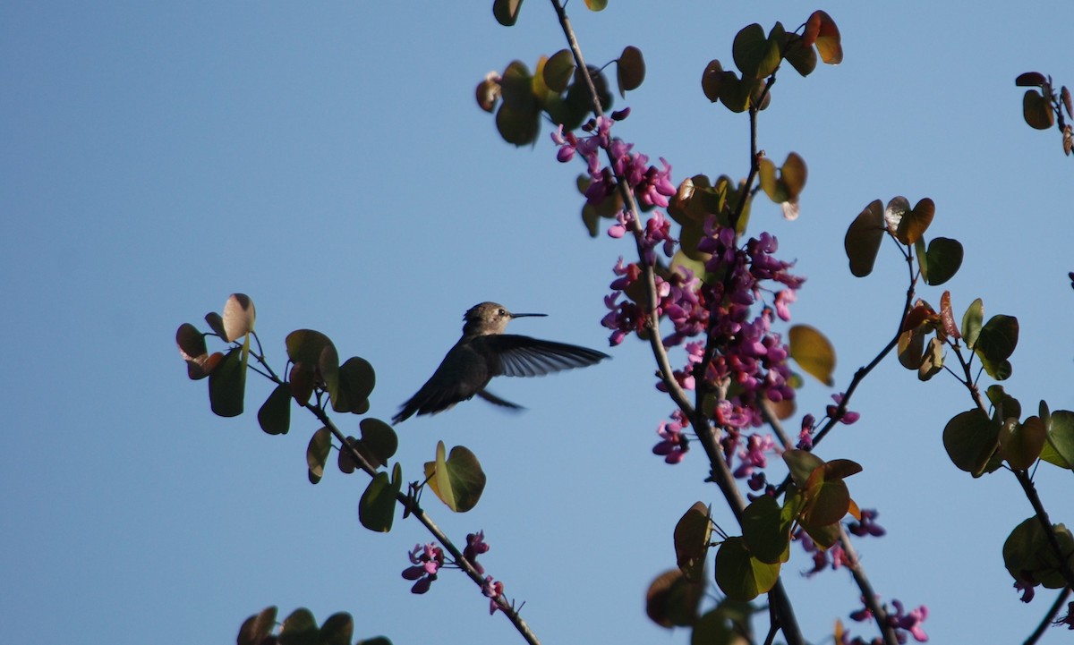 Anna's Hummingbird - ML617013793