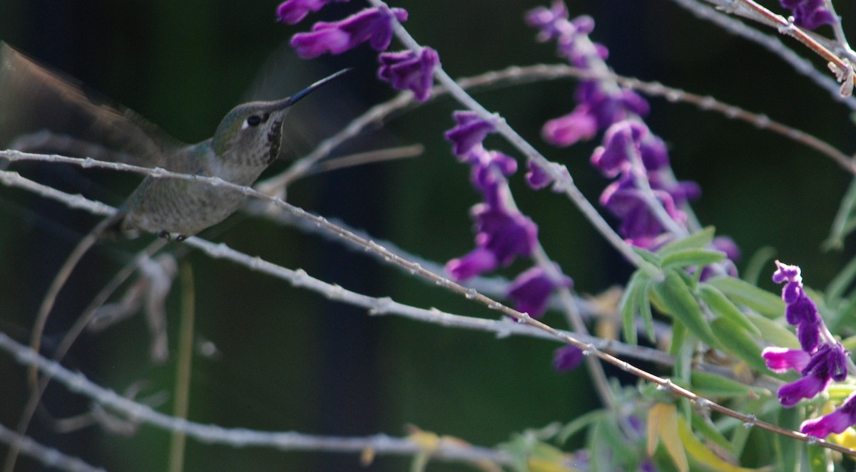 Anna's Hummingbird - ML617013812