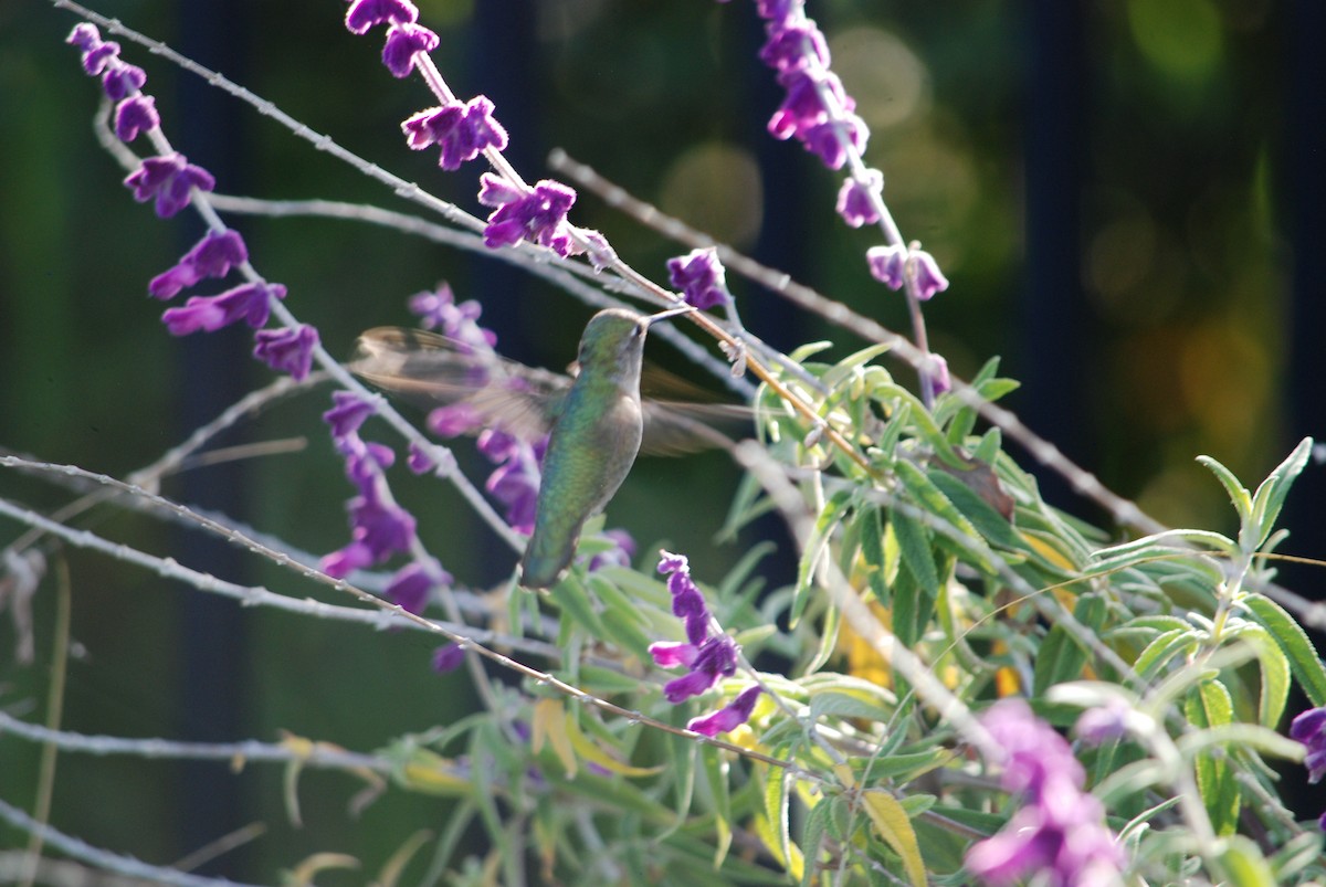 Anna's Hummingbird - ML617013828