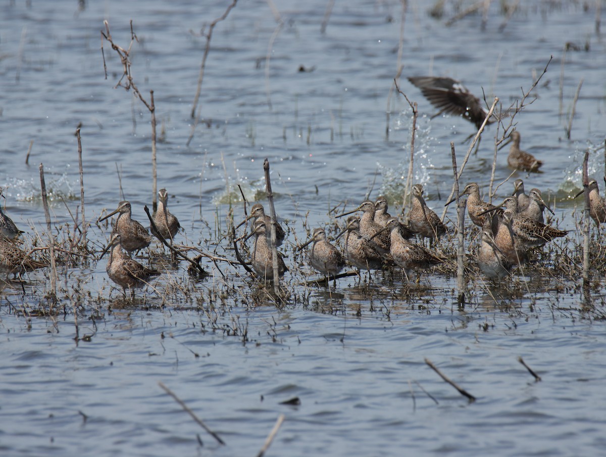 langnebbekkasinsnipe - ML617013850