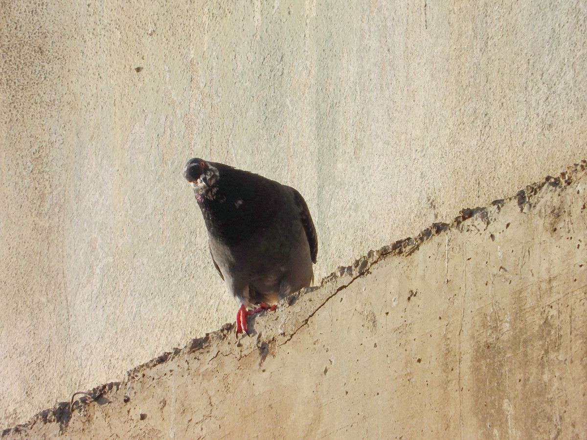 Rock Pigeon (Feral Pigeon) - ML617013869