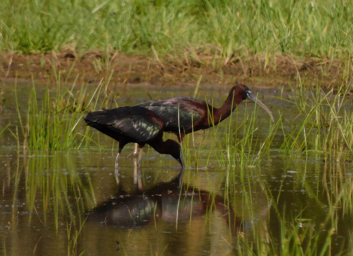 ibis hnědý - ML617013933