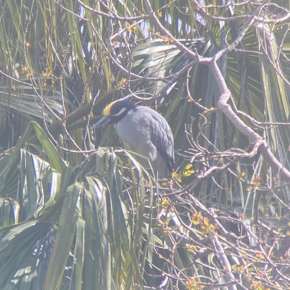 Yellow-crowned Night Heron - ML617013947